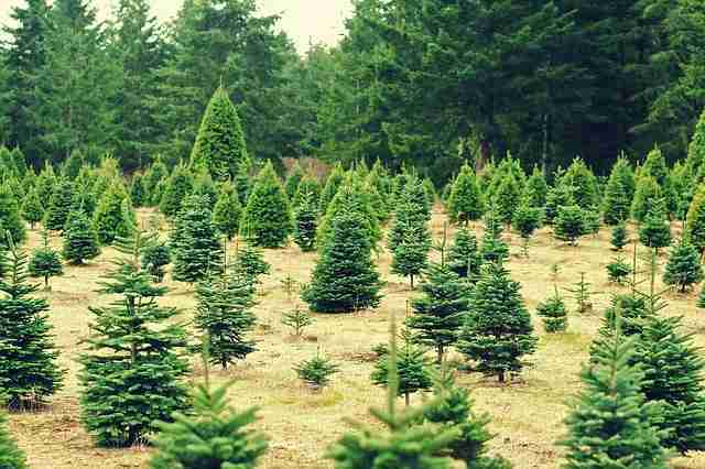 tree farm, top crop for small farmers