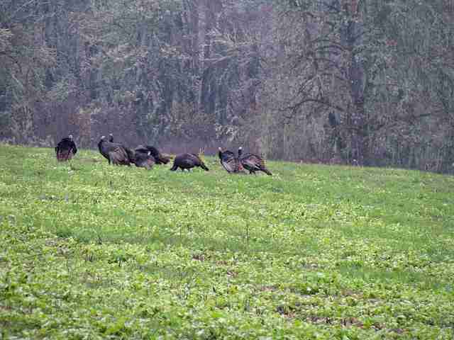 turkey group